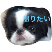 Peco's life