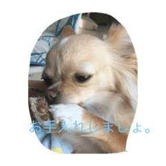 可愛い犬と姫うずら Line スタンプ Line Store