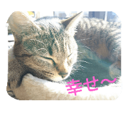 713cat
