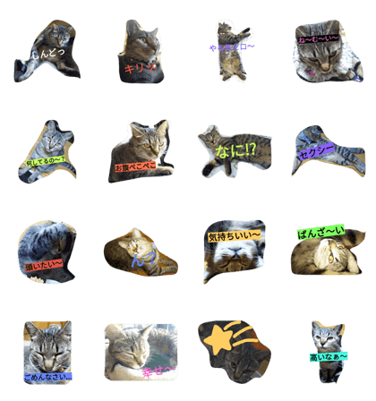 713cat