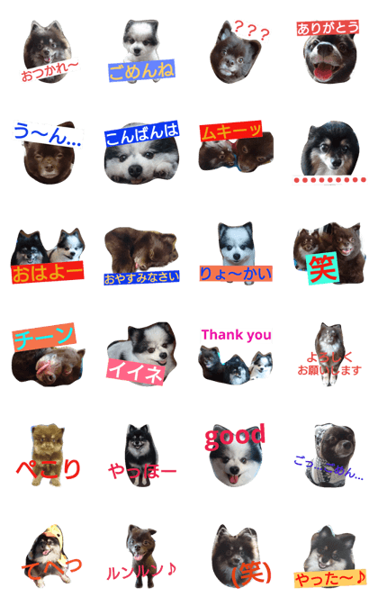 4Pomeranian No.2