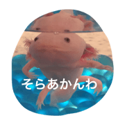 Axolotl  satou
