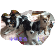 my family dog 112