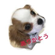 Cavalier with a small face