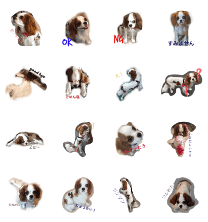 Cavalier with a small face