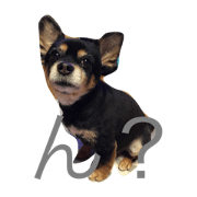 2chihuahua