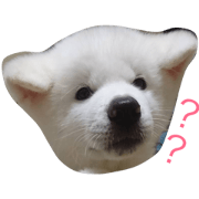 akitainu reo