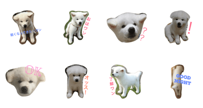 akitainu reo