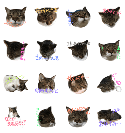 MyLovelyCat Looh