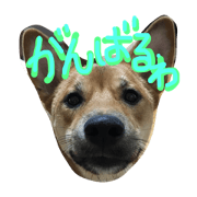 pochi is a japanease dog  2