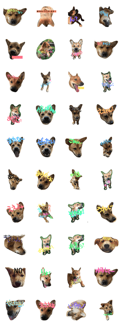 pochi is a japanease dog  2