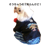 I love chihuahua 2
