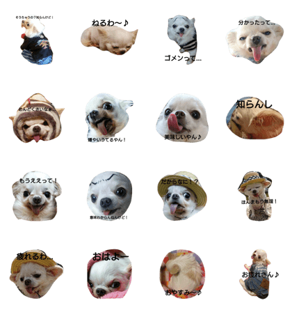 I love chihuahua 2