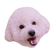 toypoodle dog