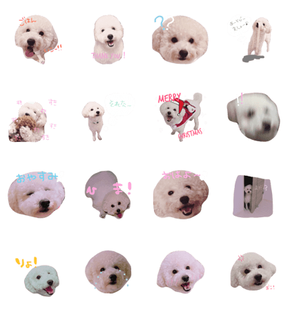 toypoodle dog