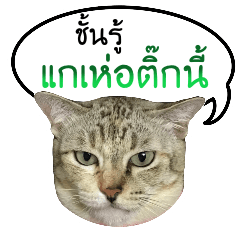 TaoTao, The Grumpy Cat V.2 (TH)