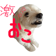 maru's   life3