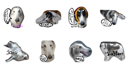 BORUBORUborzoi