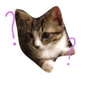 no amiable cat(7)