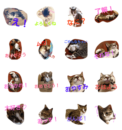 no amiable cat(7)