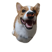 corgi muta