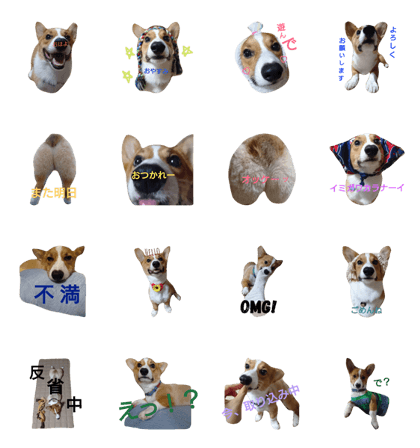 corgi muta