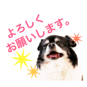 Home of the dog KORON