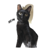QQ B cat