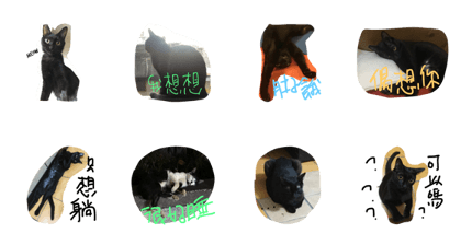 QQ B cat
