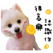 Q daughter Bo Mei niu life fun