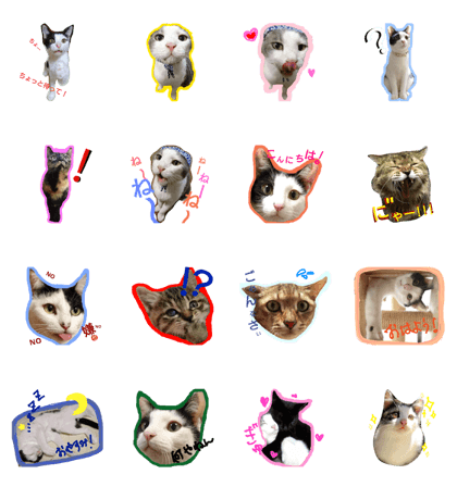 emsan's House cat family