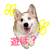 kinakoanko