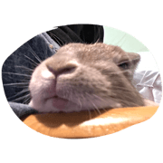 Rabbit Ry