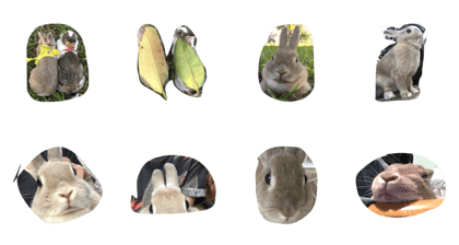 Rabbit Ry