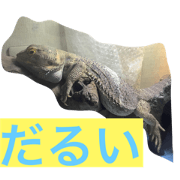 beardid dragon day