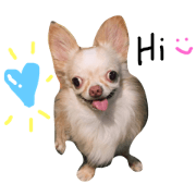 The mini dogs