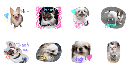 The mini dogs