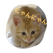 Of tea tiger Taro