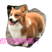 Go Go Di Di