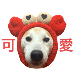 大家好我是Q比屁狗