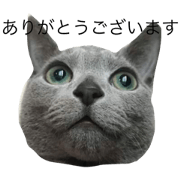 Cat Russian blue Abyssinian Bengal
