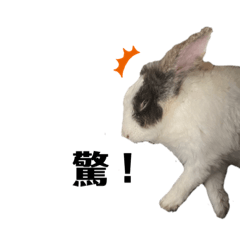 foodie rabbit_20210731