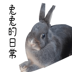 Gray Rabbit White's Daily Life