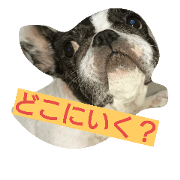 wagayan no cute mofumofu's