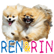 pomeranian RenRin