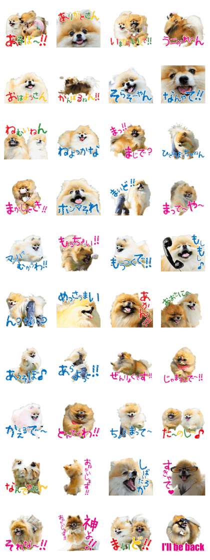 pomeranian RenRin