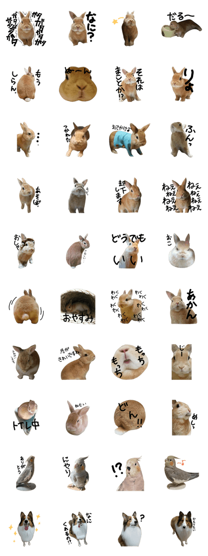 rabbit and bird and dog.