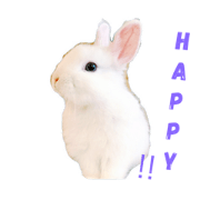 White bunny !!!