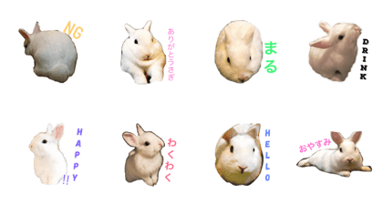White bunny !!!