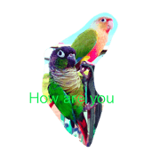 kanomchan&towful&peakpoon a cute parrots
